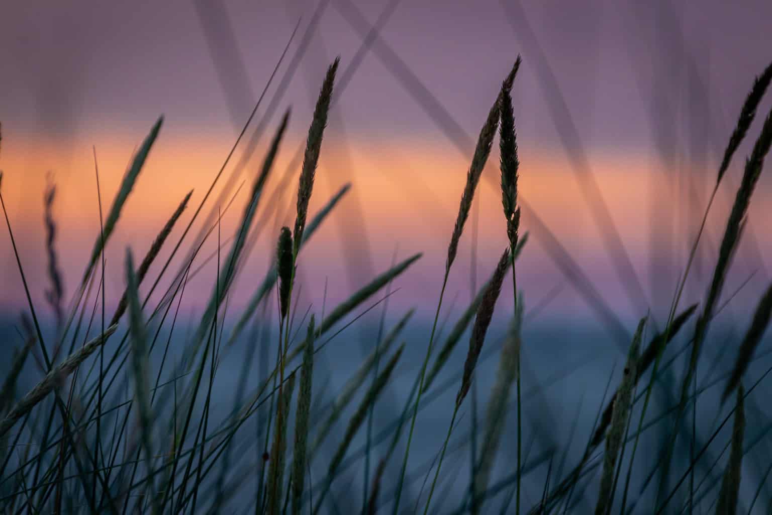 Tall grass in front of a colorful sky.