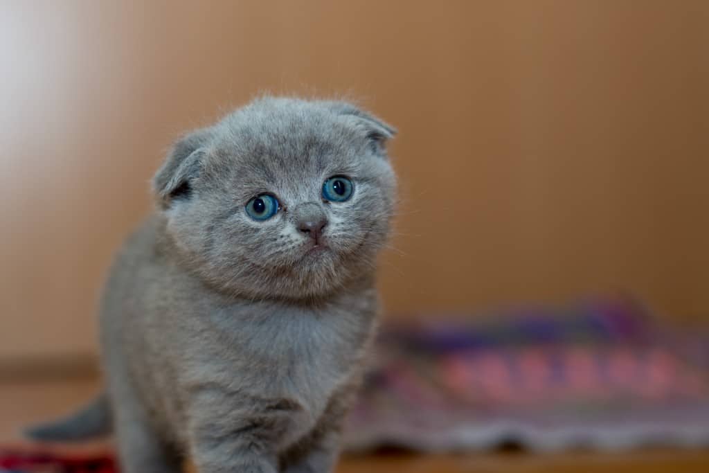 Sad-looking grey cat with blue eyes.