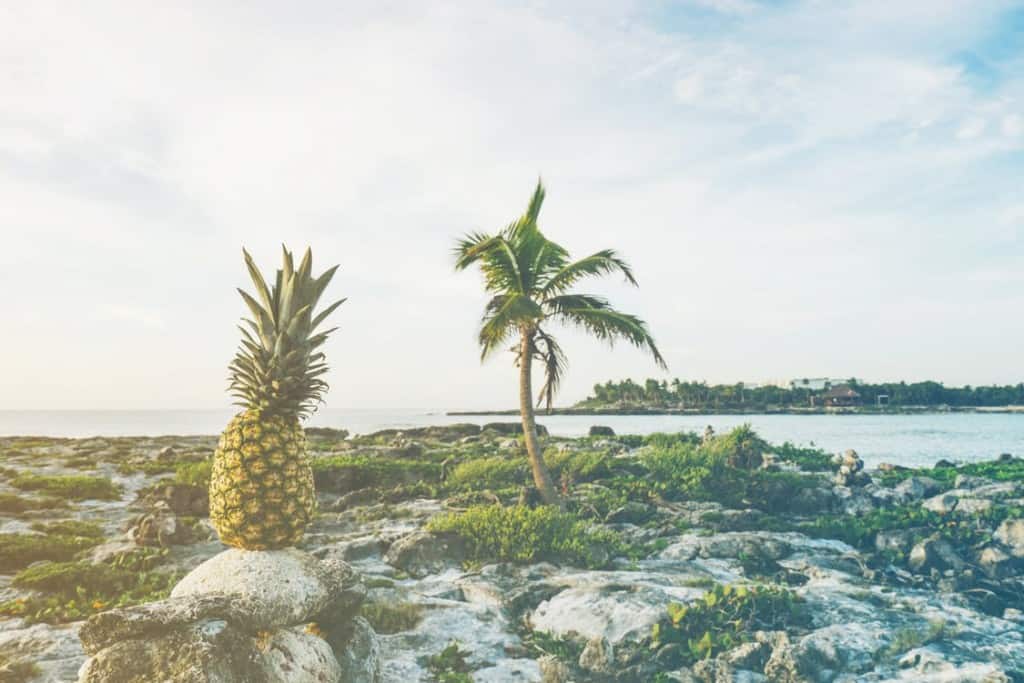 Pineapple on a rock in front of a palm tree.