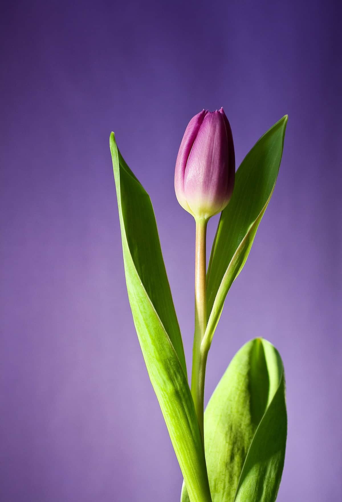 Purple flower against a purple background.