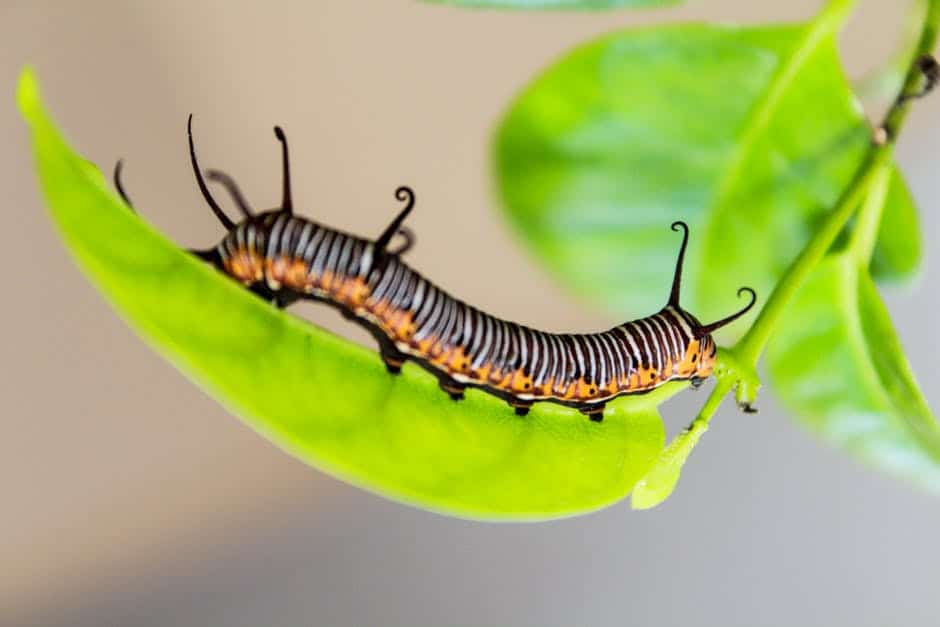 Caterpillar crawling on a leaf.