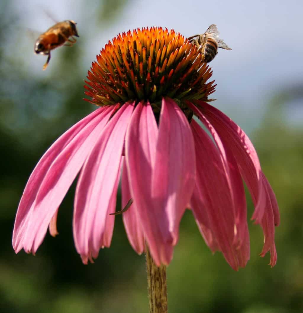 Bees landing on a pink Echinacea flower.