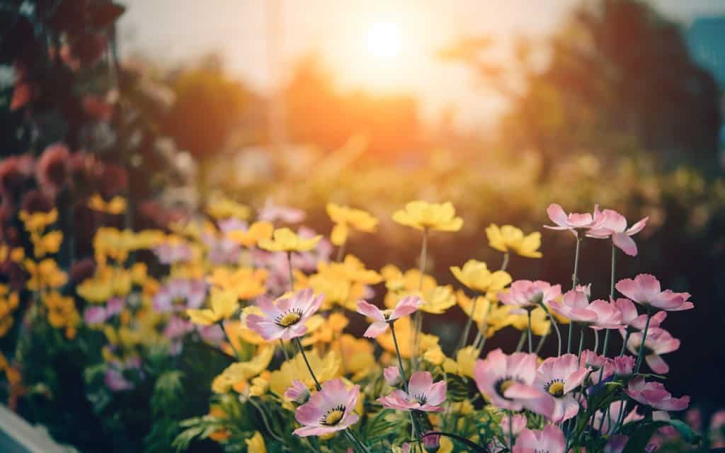 Field of yellow and purple flowers.