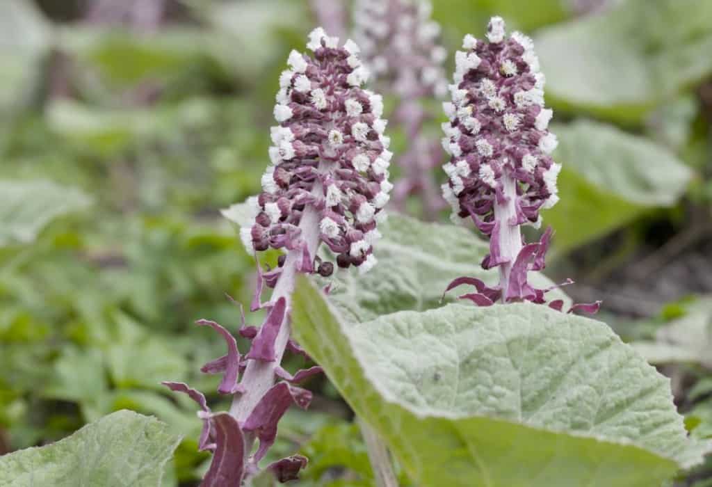 Purple butterbur plants.