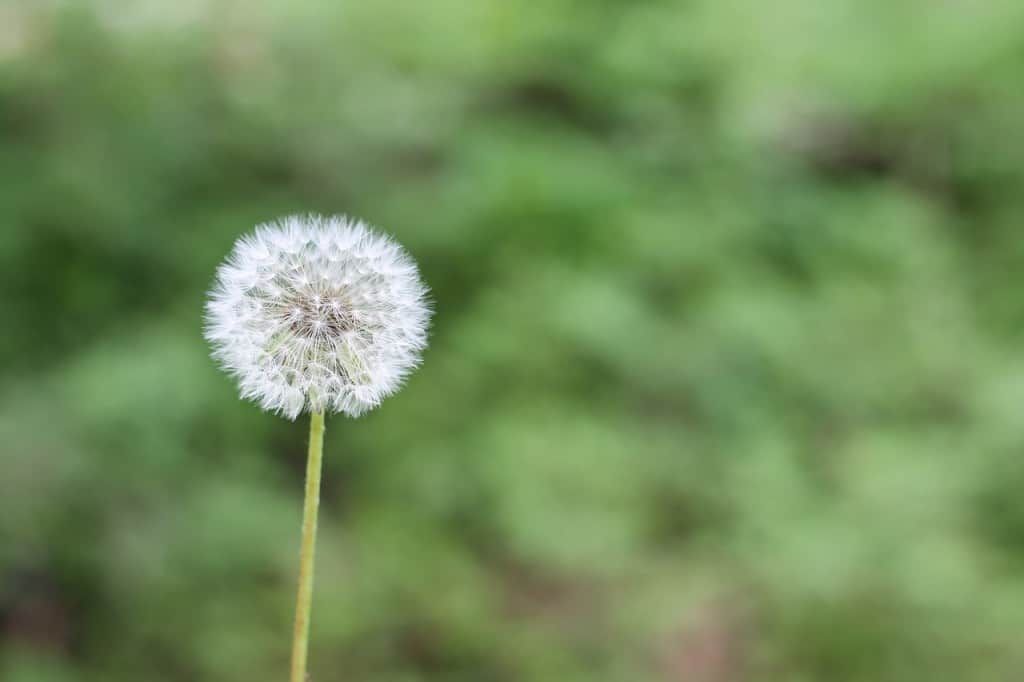 Singular white dandelion.