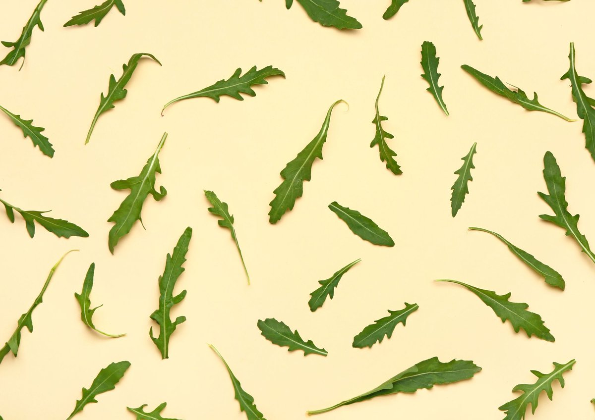 Arugula on orange background.