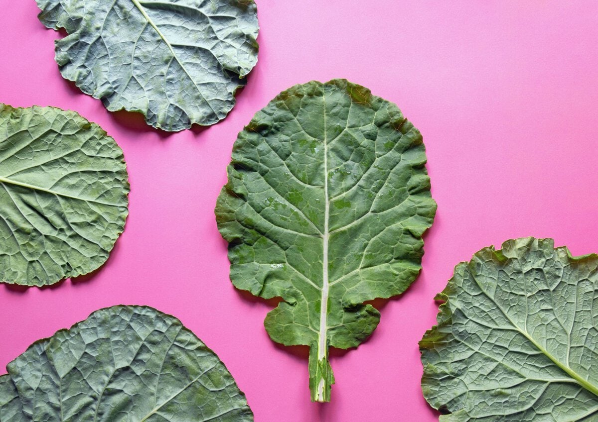 Collard Greens on pink background.