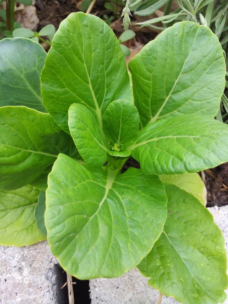 Mustard greens plant.