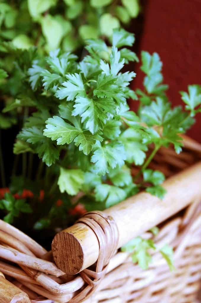 Basket of parsley.