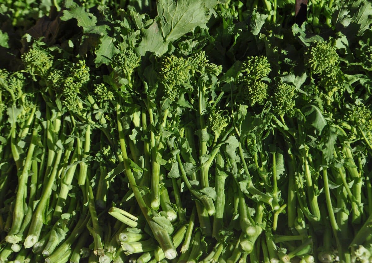 Bunches of Broccoli Rabe.
