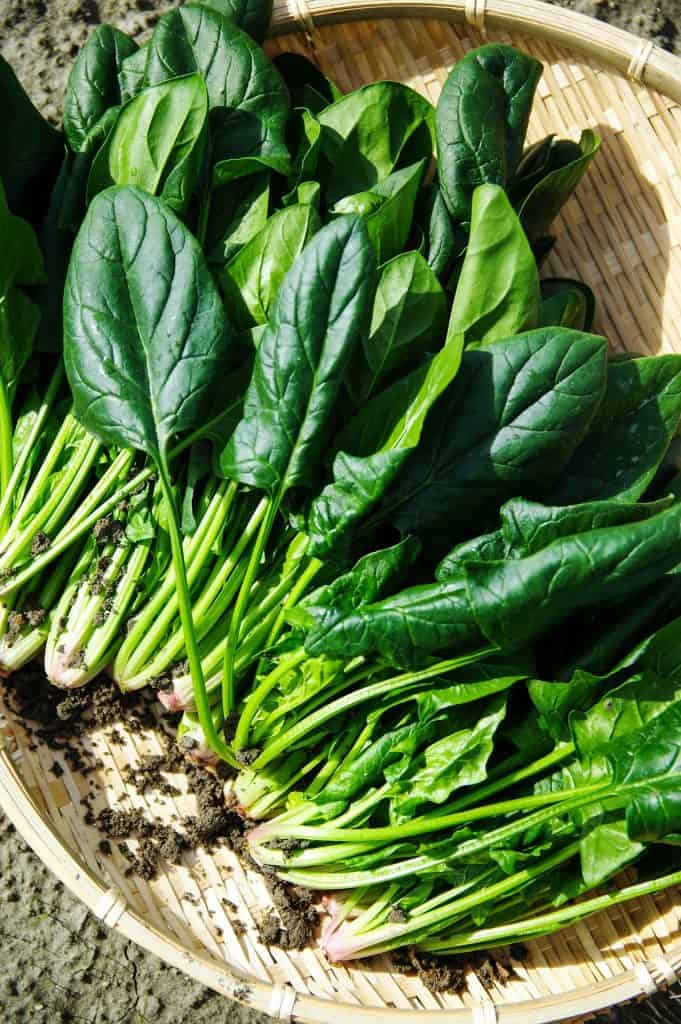 Basket of freshly-picked spinach.