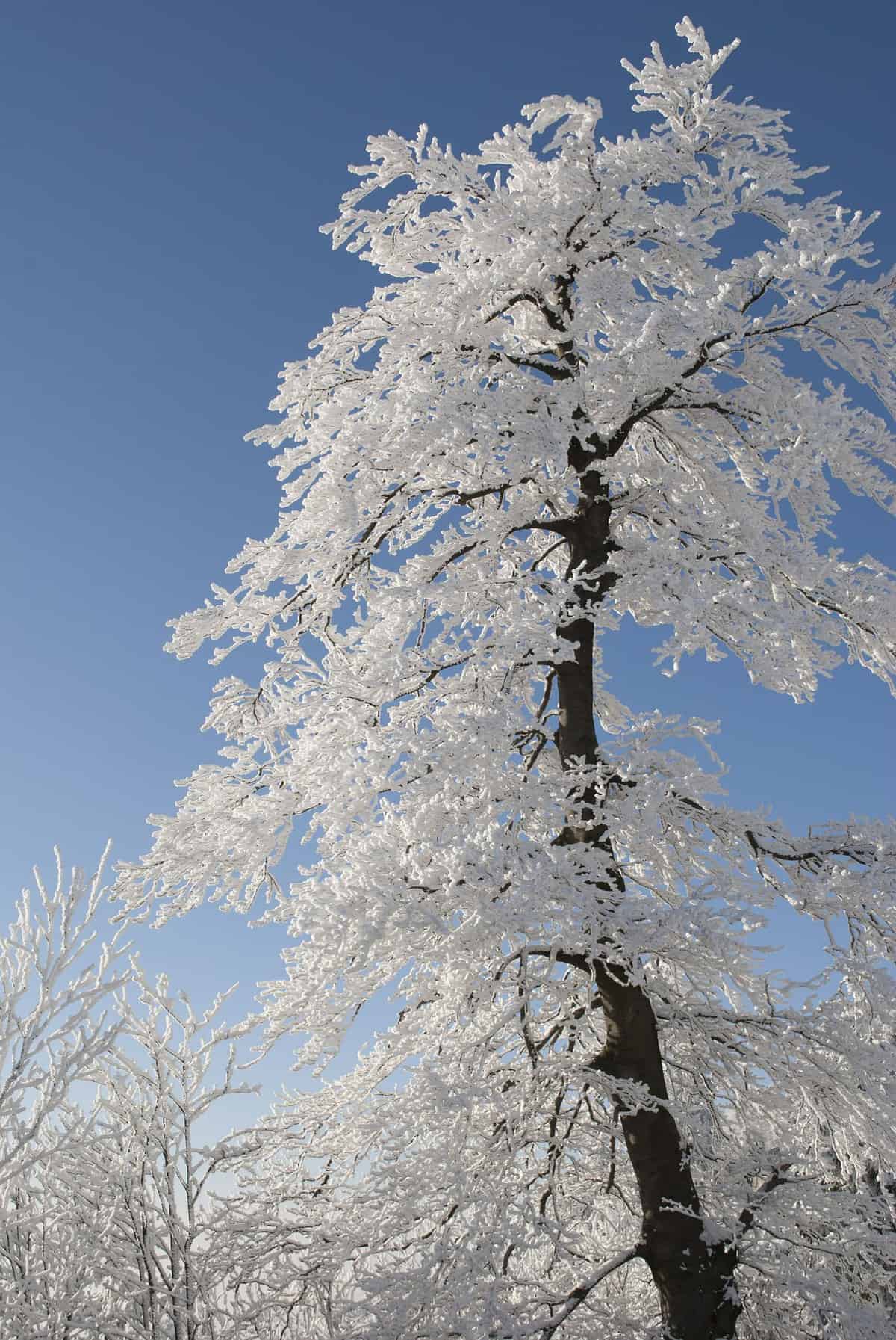 White, snow-covered tree against a blue sky.