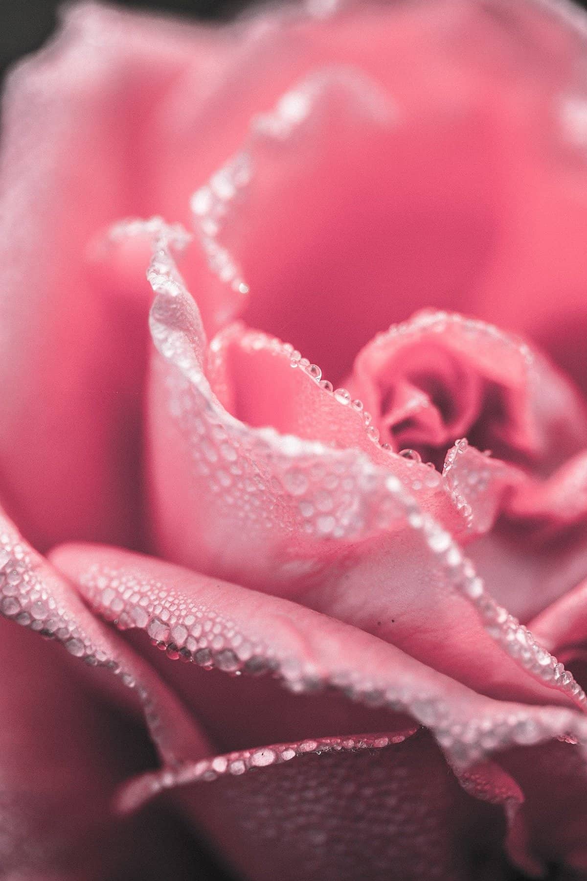 Close-up of water droplets on a pink flower.