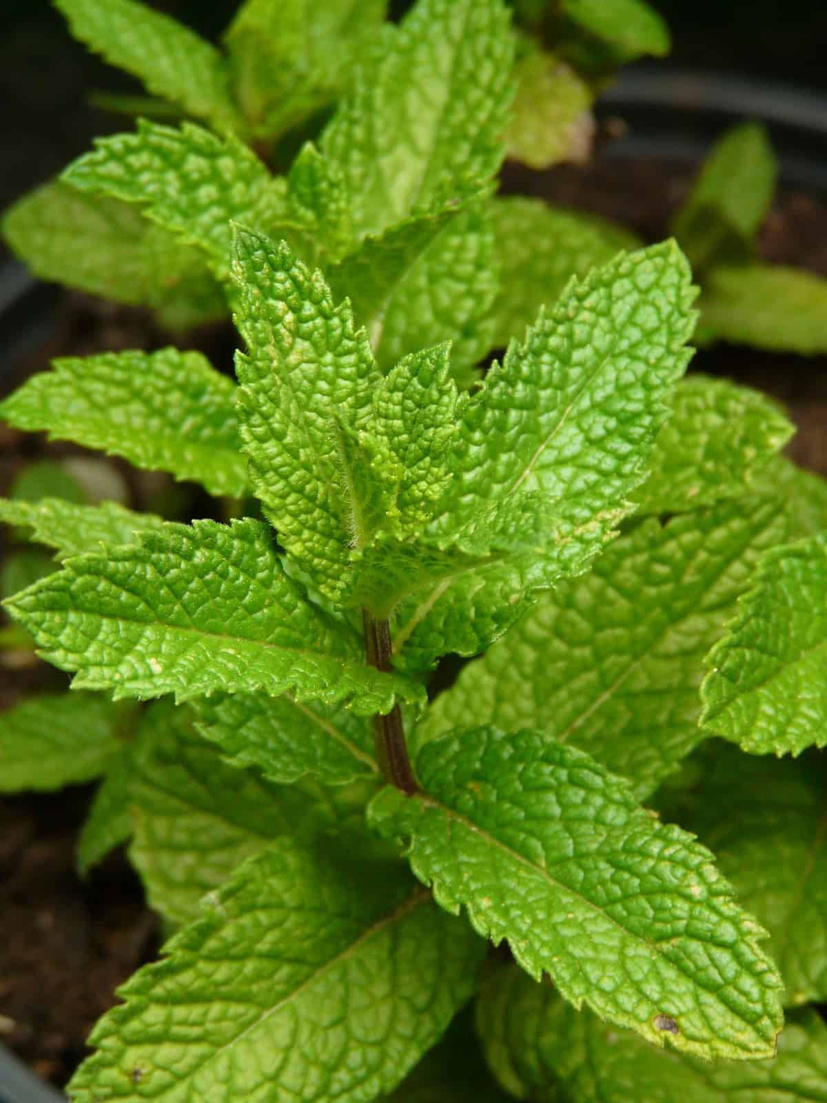 Mint leaves on a plant.