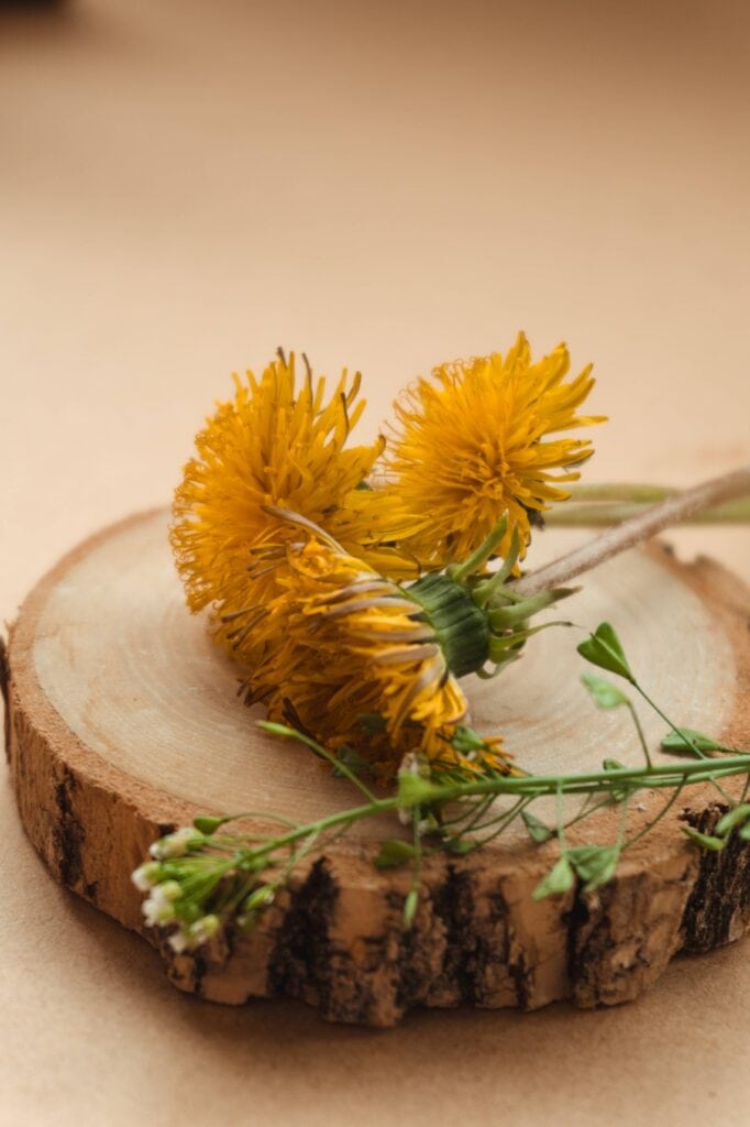 Dandelions on a wooden slab.