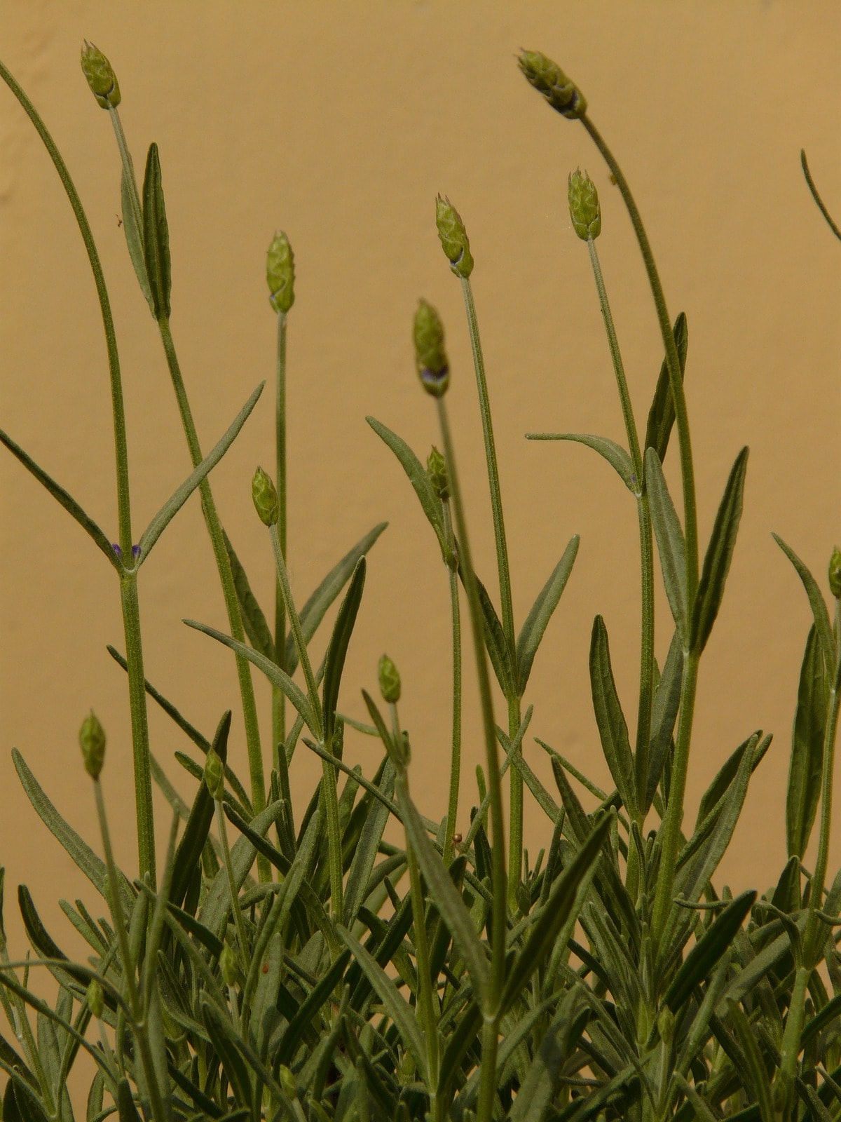 Green plants against a light brown background.