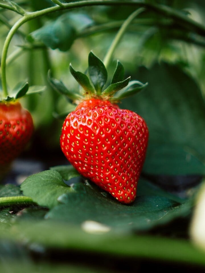 Strawberry growing from a strawberry plant.