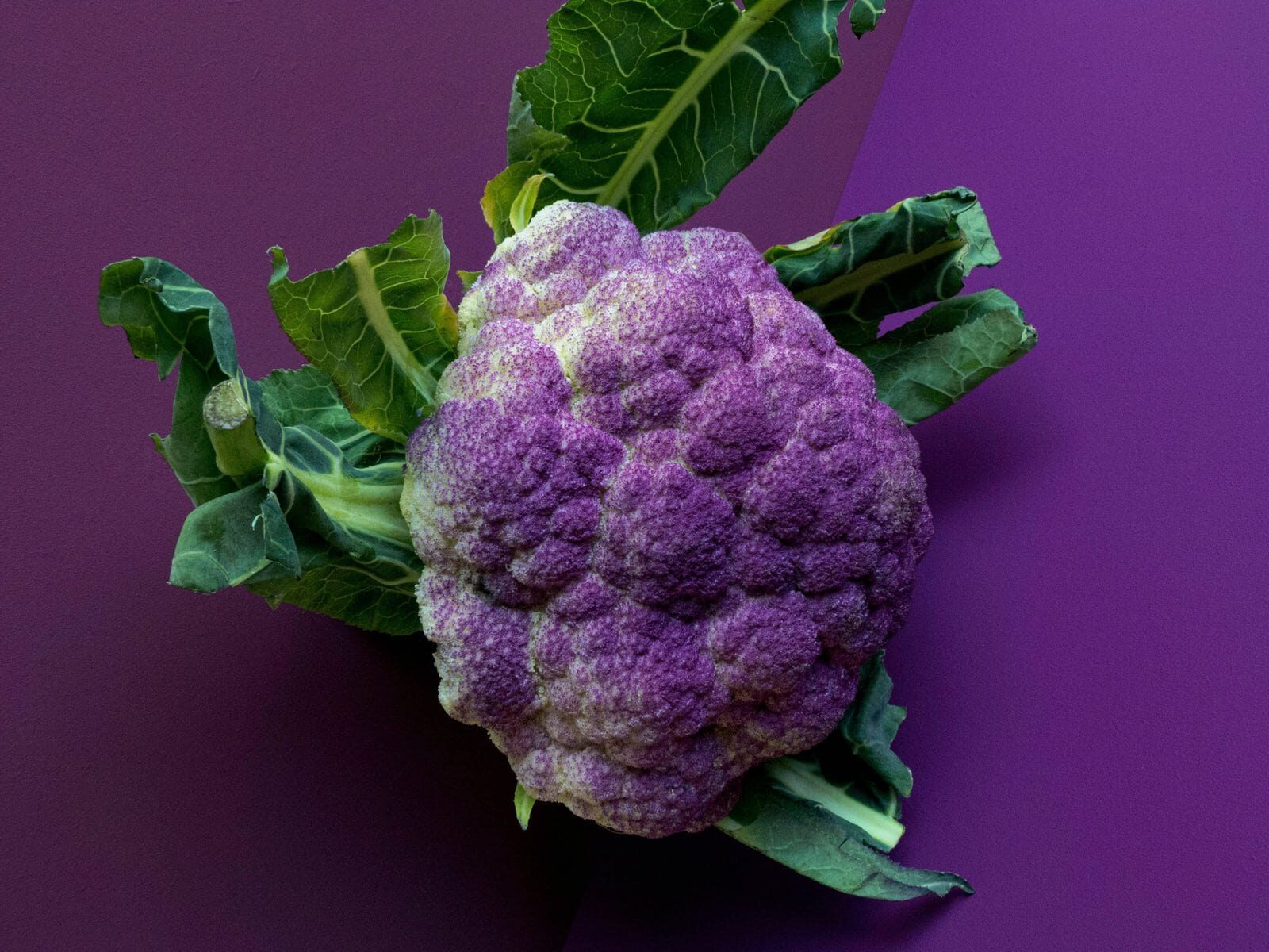 Head of purple cauliflower on a purple table.