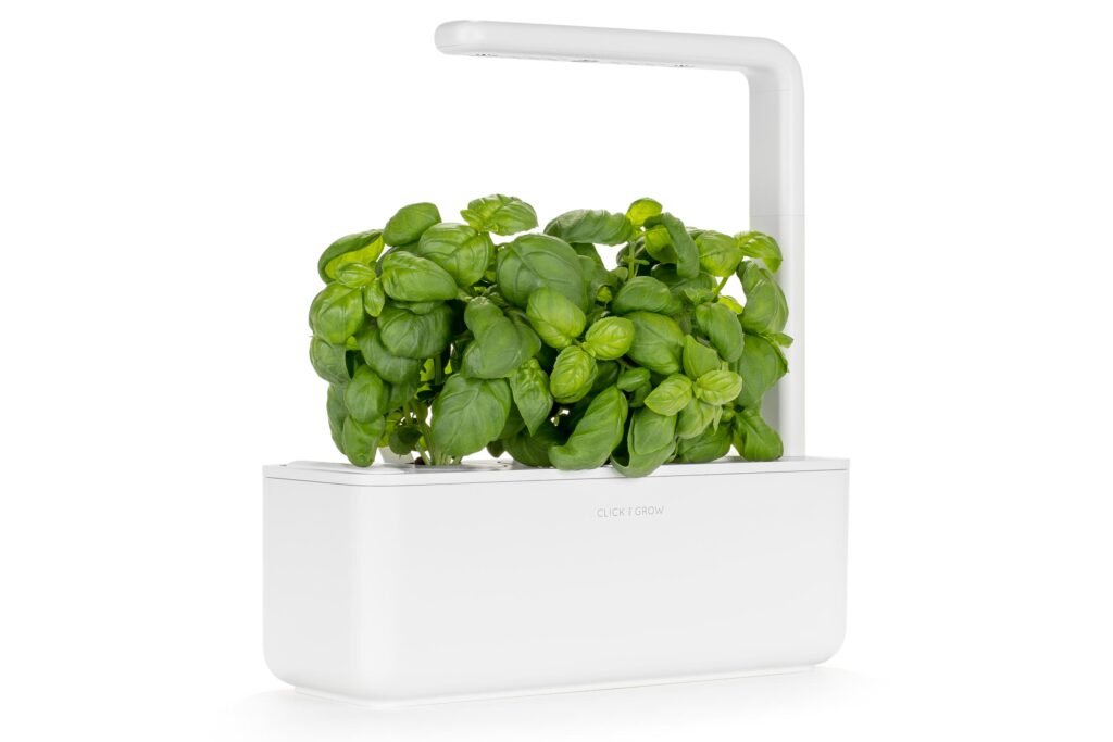 Basil in a click and grow smart garden