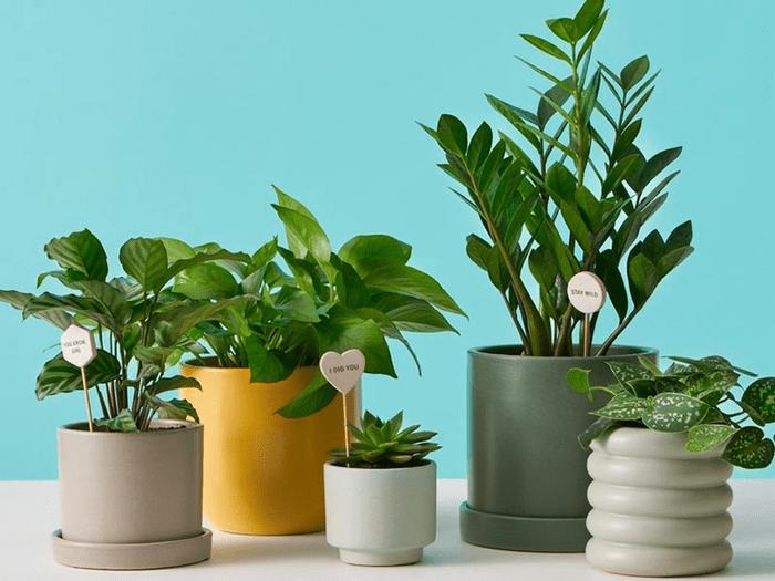 Five plants in differently-styled planters