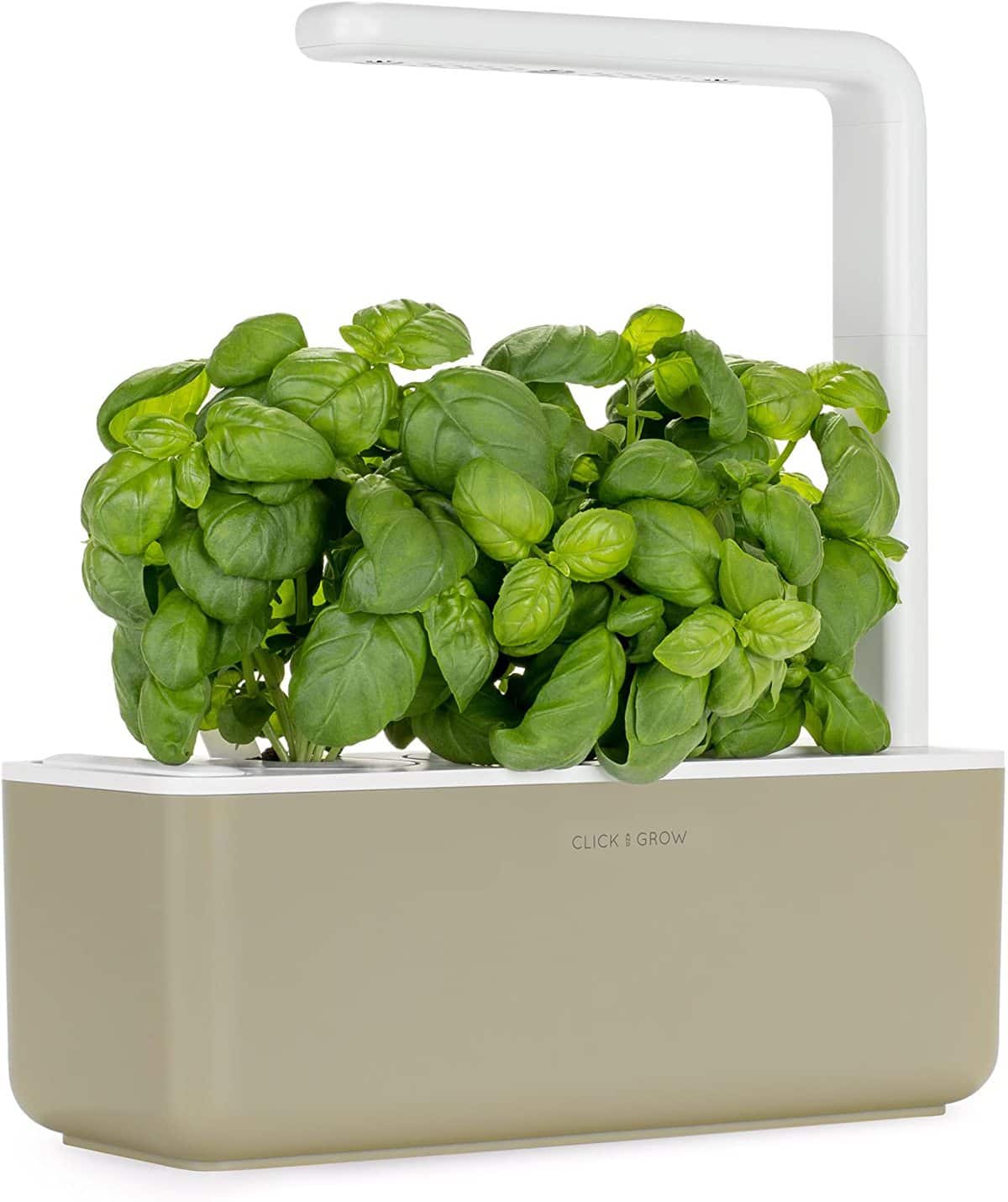 Basil growing in an indoor herb garden