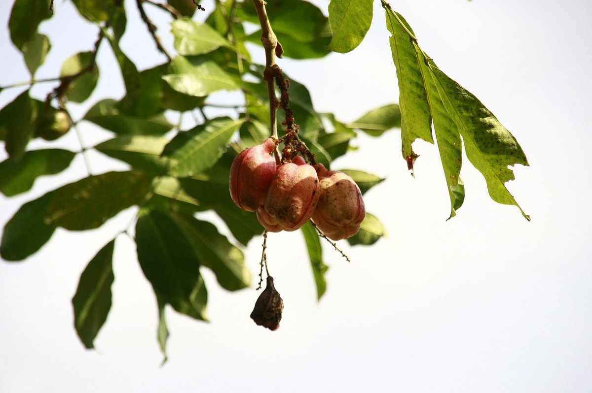 Food growing from a tree.