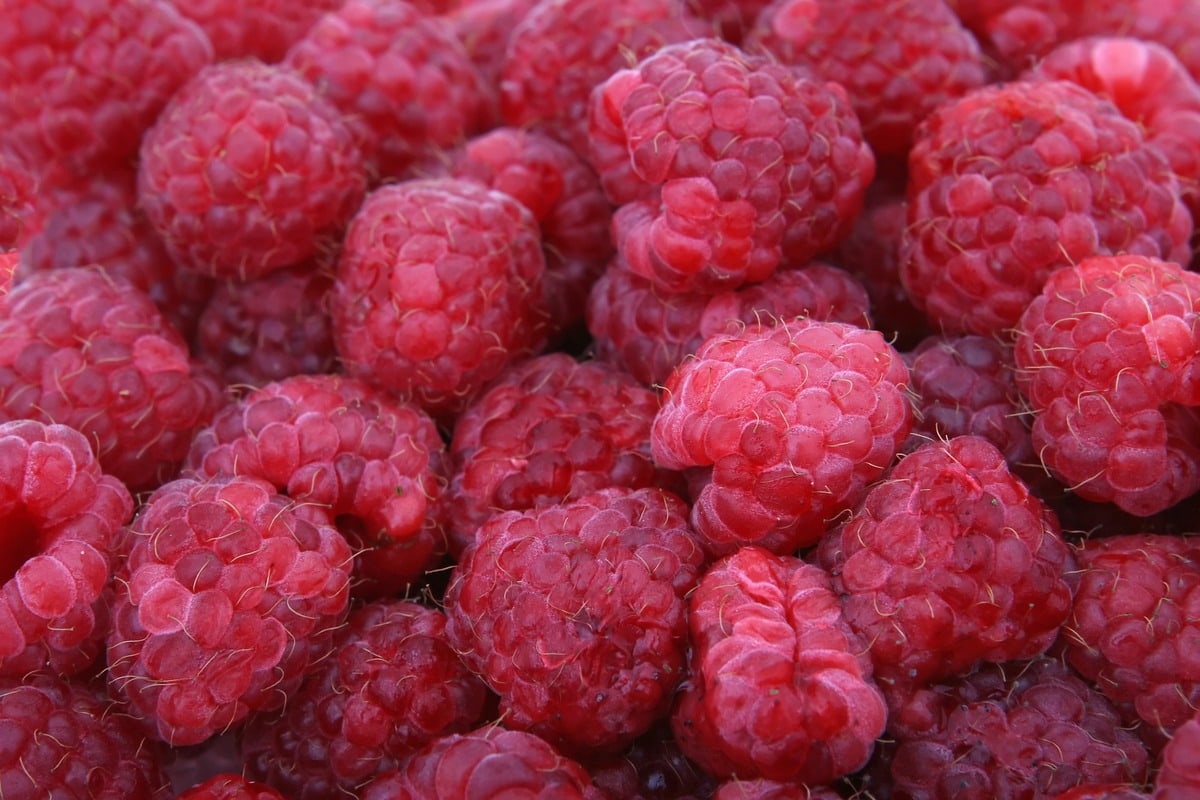 Closeup of raspberries