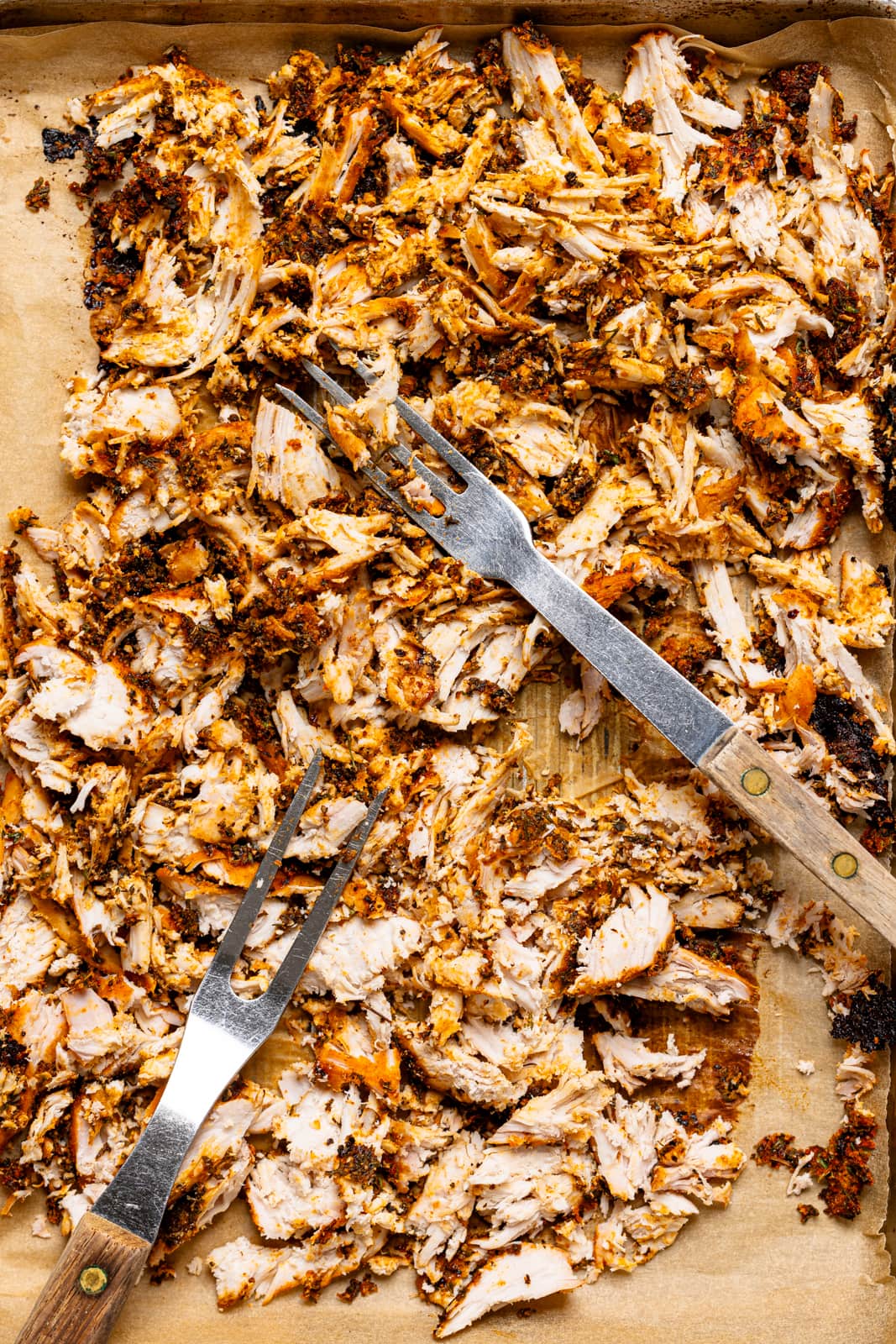 Up close shot of shredded chicken on baking sheet with two forks. 