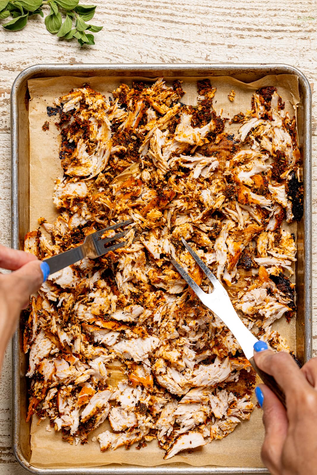 Chicken on a baking sheet with two forks being shredded. 