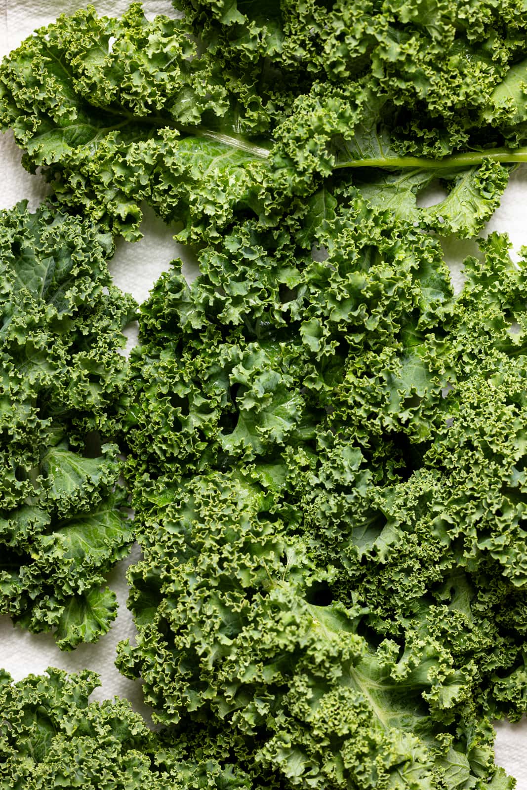 Freshly washed kale leaves laid out on paper towel.