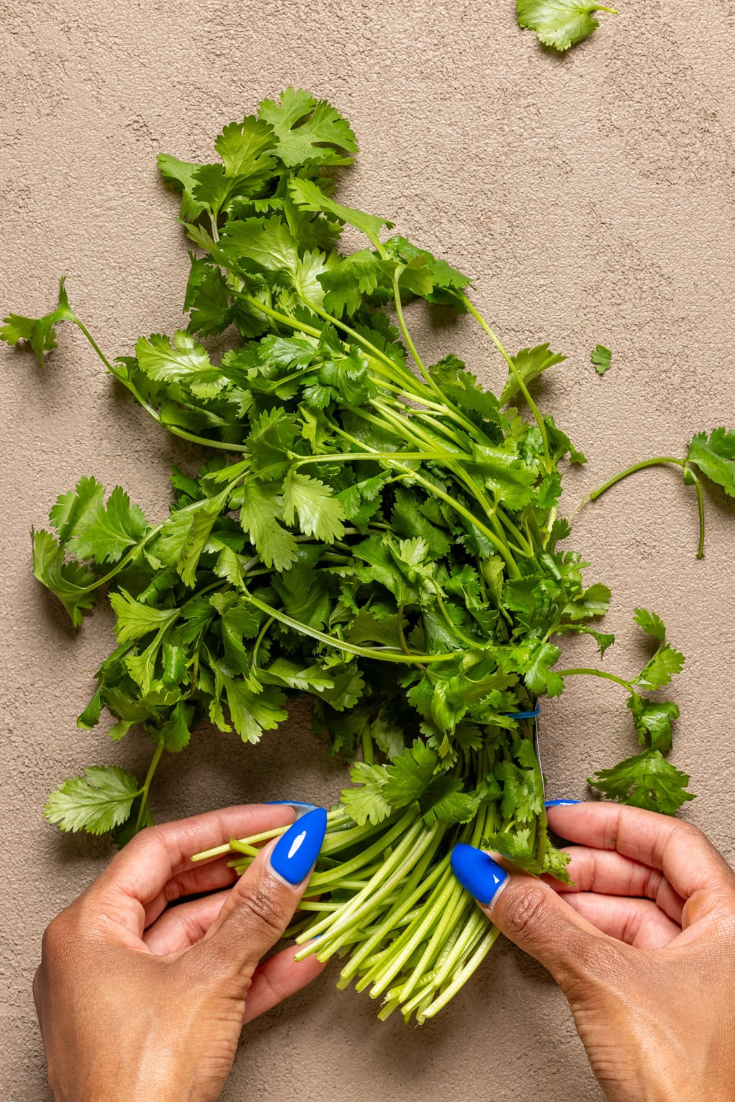 Fresh cilantro being held on a table.
