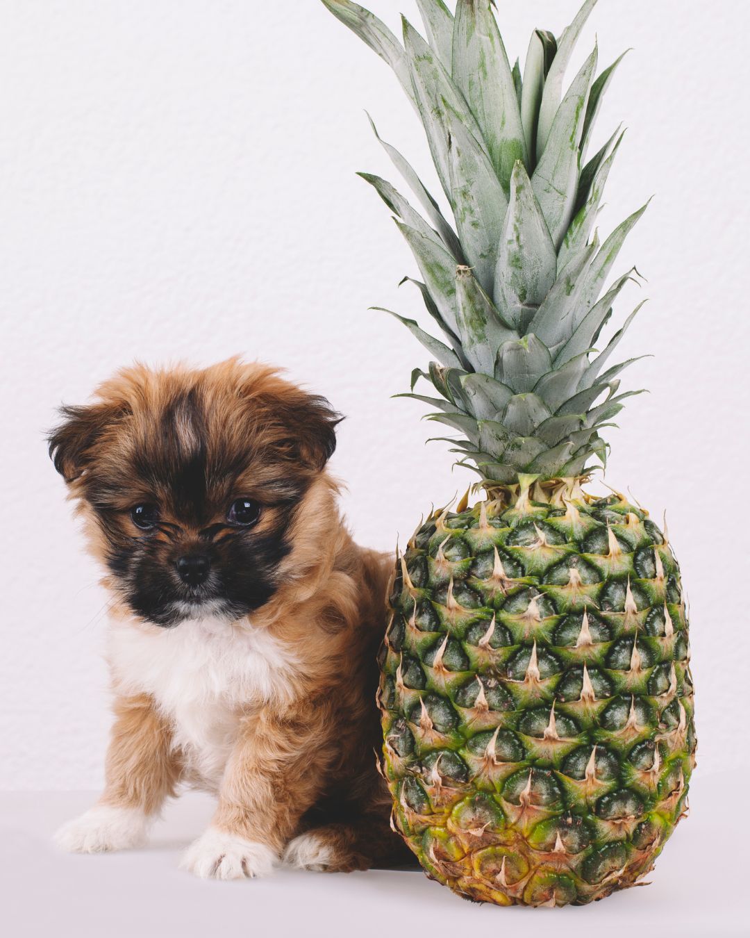 dog with pineapple